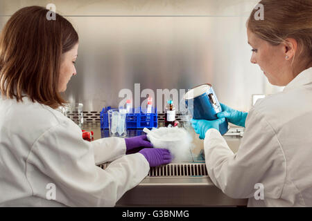 RNA isolation in a genetic laboratory. Stock Photo