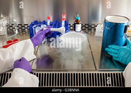 RNA isolation in a genetic laboratory. Stock Photo