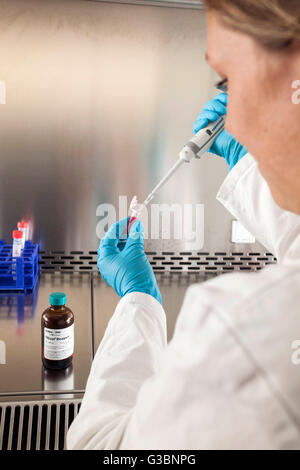 RNA isolation in a genetic laboratory. Stock Photo