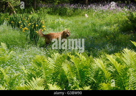 Dog in field of Forget me not flowers Ostrich Fern Yellow Flag Iris and Dames Rocket Stock Photo