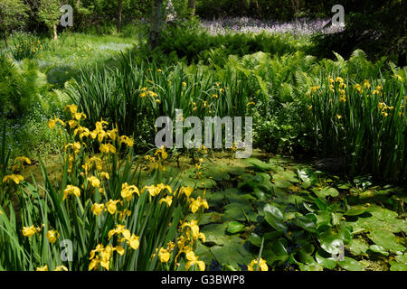 Wetland with Yellow Flag Iris Pond Lilies Ostrich Ferns Forget me Nots and Dames Rocket Stock Photo