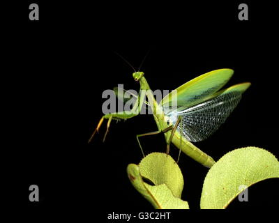 Praying Mantis with wings spread. Stock Photo