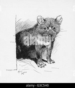 Illustration by Cecil Aldin, The Tasmanian Devil Stock Photo