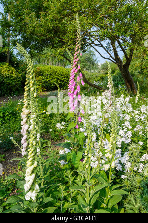 Common Foxgloves (Digitalis purpurea) growing in a park in early Summer in West Sussex, England, UK. Stock Photo