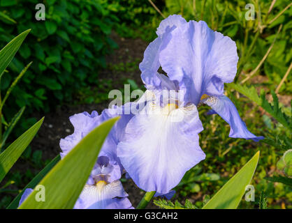 Violet Iris flower growing in early Summer in West Sussex, England, UK. Stock Photo