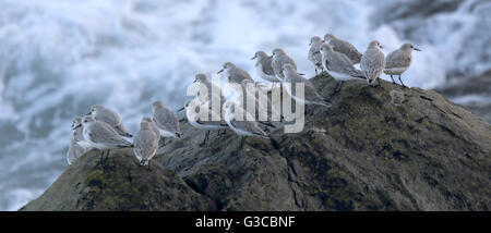 Flock of Sanderling (Calidris alba) resting on rocks, Penzance, Cornwall, England, UK. Stock Photo