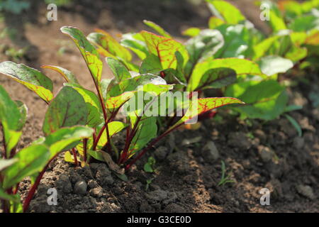 Young beetroot plans on a path in the vegetable garden Stock Photo