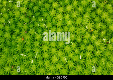 Green moss in macro photography as background.Small depth of field Stock Photo