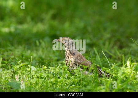 The photo depicts a thrush on a tree Stock Photo