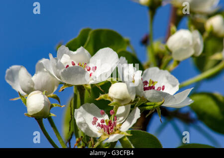 Flowering fruit trees in spring garden on background of sky Stock Photo