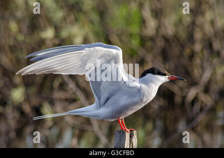 Gull-tern on the lake filmed closeup in Sunny day Stock Photo - Alamy