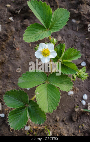 Strawberries in the spring garden with a yellow garden label for ...