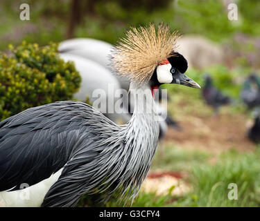 Portrait of Grey Crowned Crane Stock Photo