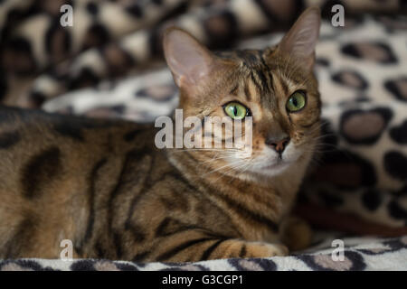 Portrait of a cat Bengal Stock Photo