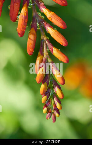 Red freesia, blossom, flower buds, are blossoming, summer Stock Photo