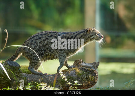 Fishing Cat, Prionailurus viverrinus, tree trunk, is standing laterally Stock Photo