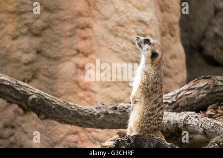Meerkat sitting on trunk, Suricata suricatta Stock Photo