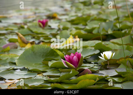 Red and white water lilies in the lake Stock Photo
