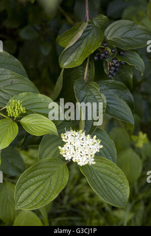 Common dogwood twig with blossom and fruits Stock Photo