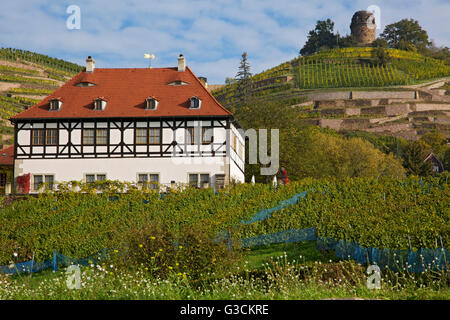Wine-growing museum Hoflößnitz and Bismarck Tower in the vineyards in Radebeul near Dresden, Stock Photo