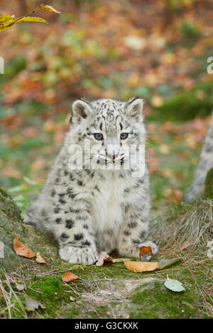 Snow leopard, Uncia uncia, young animal, sitting, frontal, looking at camera Stock Photo