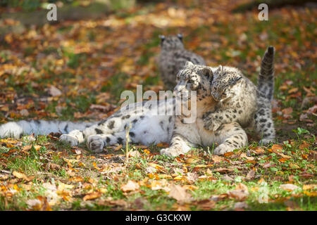 Snow leopard, Uncia uncia, mother with young animal, playing Stock Photo