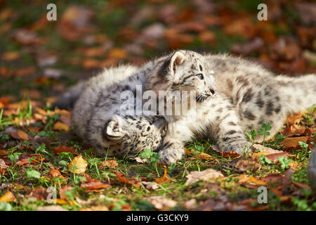 Snow leopards, Uncia uncia, young animals, playing, foliage Stock Photo