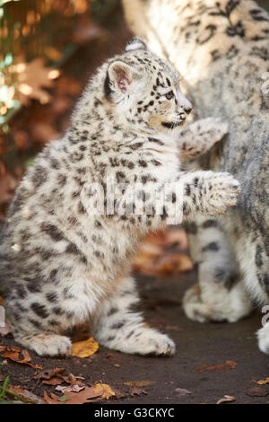Snow leopards, Uncia uncia, young animal, playing Stock Photo