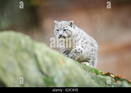 Snow leopard, Uncia uncia, young animal, rock, walking, frontal Stock Photo
