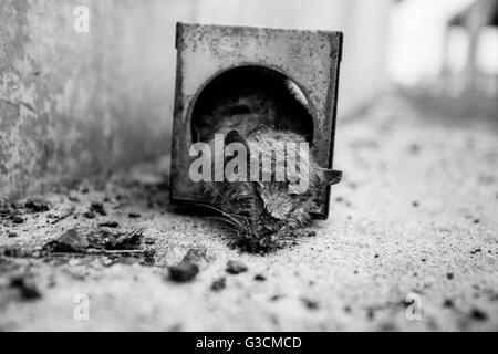 Dead rat in rat trap, Stock Photo