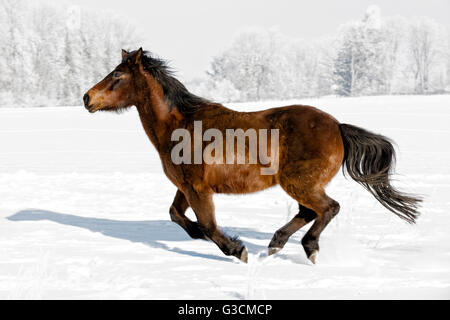 Galloping pony in winter landscape, Germany, Bavaria, Allgäu, animal, horse, pony, gallop, brown, white Stock Photo