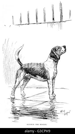 Frontispiece illustration by Cecil Aldin, Hotspur the Beagle, written by John Vickerman.      Date: 1934 Stock Photo