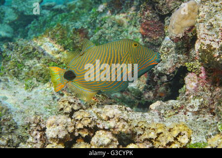 Colorful tropical fish orange-lined triggerfish, Balistapus undulatus, underwater, Pacific ocean, French Polynesia Stock Photo