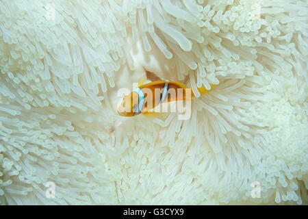 A juvenile tropical fish orange-fin anemonefish, Amphiprion chrysopterus, in anemone tentacles, Pacific ocean, French Polynesia Stock Photo