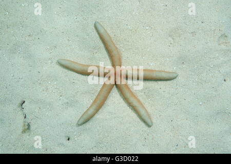 Linckia laevigata starfish underwater on sandy ocean floor, Pacific ocean, French Polynesia Stock Photo