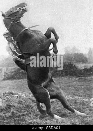 Lieutenant Mike Rimmington training horses for the army, WW1 Stock ...