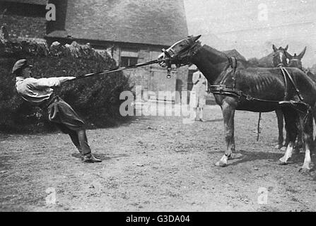 Lieutenant Mike Rimmington training horses for the army, WW1 Stock ...