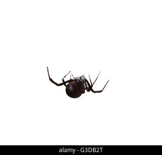 Black Widow Spider against white from below and behind Stock Photo