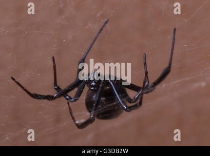 Black Widow Spider in web viewed from front Stock Photo