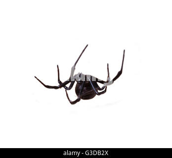 Black Widow Spider in web viewed from front Stock Photo