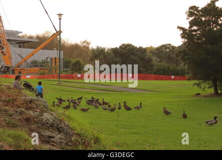 Ducks fed by a boy and mother Stock Photo
