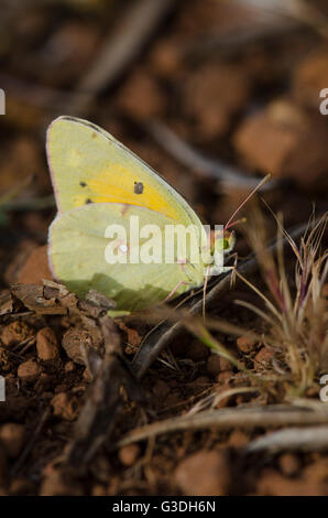 Dark Clouded Yellow or Common Clouded Yellow, butterfly, Colias croceus Spain. Andalusia. Stock Photo