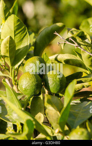 Oranges, fruit, ripening on tree branch, Spain. Stock Photo