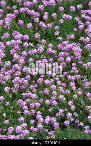 Aethionema 'Warley Rose'. Stone cress 'Warley Rose' Stock Photo