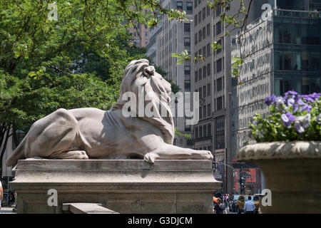 Lion Statue, New York Public Library, Main Branch, NYC Stock Photo