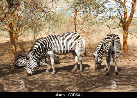 Wild zebras grazing under the shade of a tree in Senegal Stock Photo