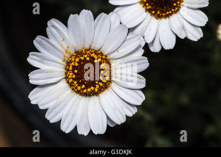 Moroccan Daisy 'Casablanca' Stock Photo