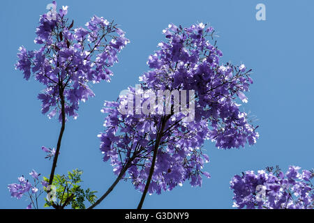 Blue Jacaranda (Jacaranda mimosifolia) flowering in Malaga Stock Photo