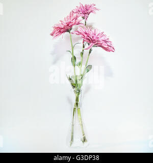 Three chrysanthemums in glass vase on white background Stock Photo