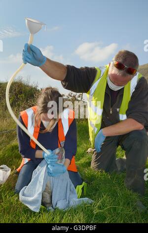 British Divers Marine Life Rescue animal medics giving rehydration fluids to a rescued Grey seal pup, Cornwall UK. Stock Photo